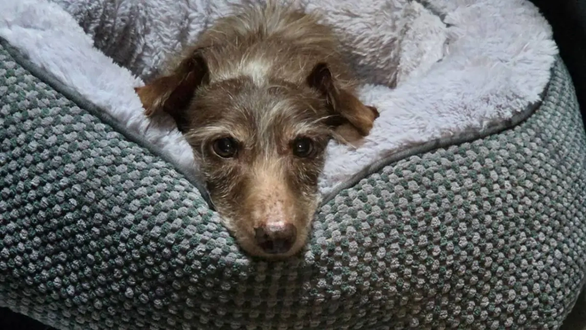 5 yıl sonra 3 bin 700 kilometre ötede bulunan köpek mikroçip sayesinde sahibine kavuştu