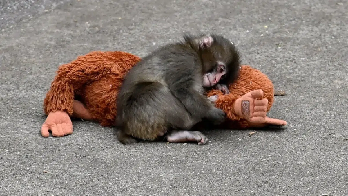 Annesi terk etti, peluş sahiplendi: Yavru maymun Punch dünyayı duygulandırdı