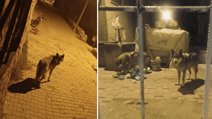 Beypazarı'nda kurtlar şehre indi: Çöpleri karıştırırken görüntülendi