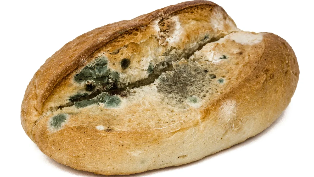 Ekmek küflenmesi nasıl önlenir? İşte pratik çözümler