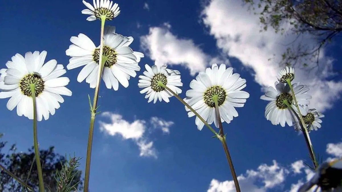 İkinci cemre 26-27 Şubat'ta suya düşüyor