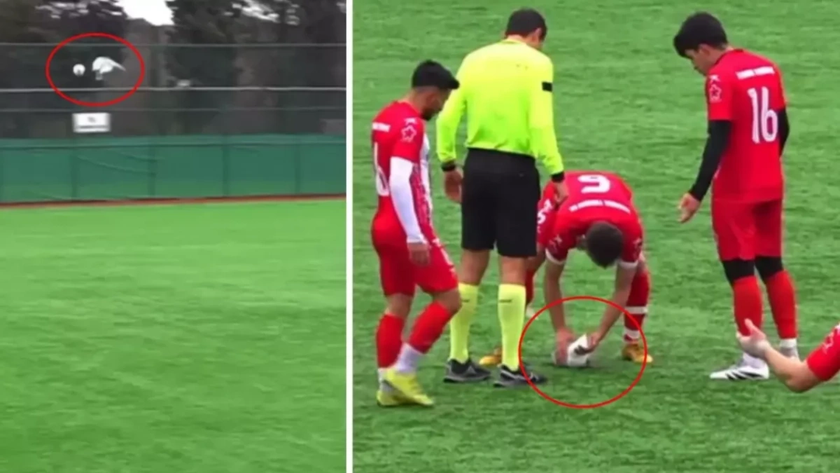 İstanbul'da amatör maçın kahramanları: Martıyı kalp masajıyla hayata döndürdüler