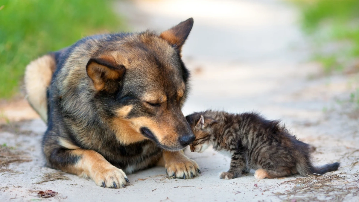 İstanbul'da sokak hayvanları için yeni düzenleme: Kontrolsüz beslemeye son