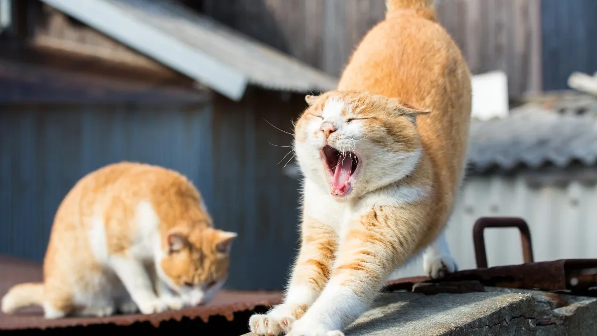 Kediler neden bu kadar çok esniyor?