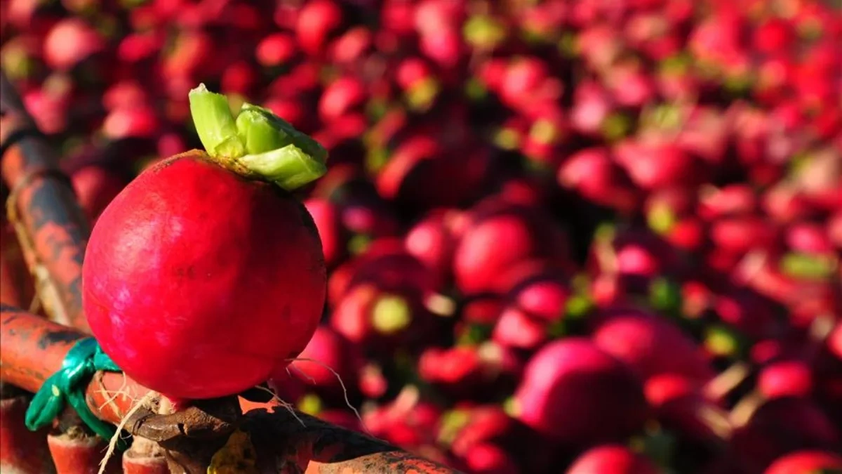 Kırmızı turpun faydaları: Bağışıklıktan cilt sağlığına 5 önemli katkı