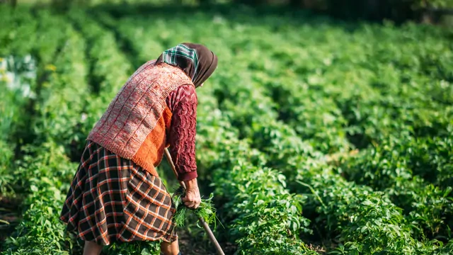 Türkiye'de çalışanlar yaşlandı: Tarımda yaş ortalaması 20 yılda 5,7 yıl arttı