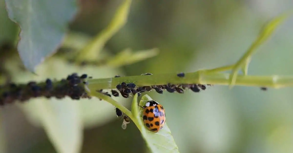 Yaprak biti nedir, bitkilerinize nasıl zarar verir?