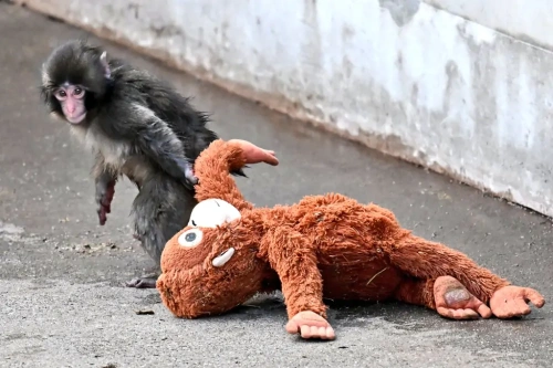 Annesi terk etti, peluş sahiplendi: Yavru maymun Punch dünyayı duygulandırdı