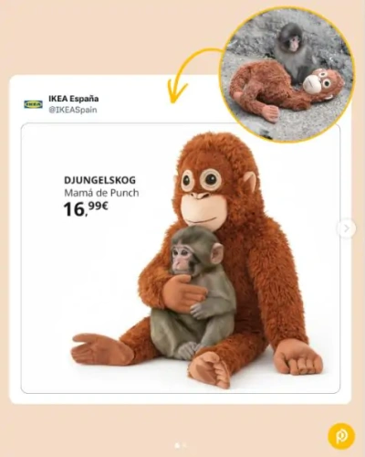 Annesi terk etti, peluş sahiplendi: Yavru maymun Punch dünyayı duygulandırdı