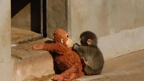 Annesi terk etti, peluş sahiplendi: Yavru maymun Punch dünyayı duygulandırdı