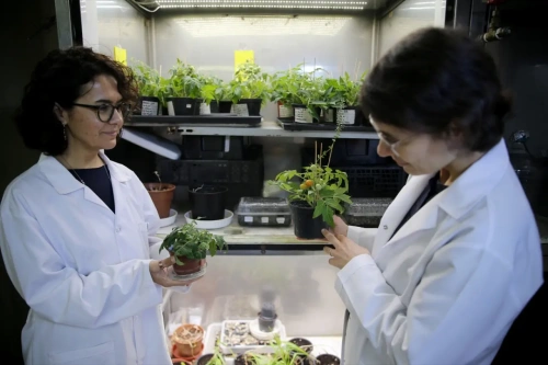 Ege Üniversitesi'nden insanlığa müjde: Ay ve Mars toprağında domates yetişti