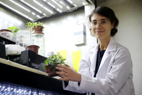Ege Üniversitesi'nden insanlığa müjde: Ay ve Mars toprağında domates yetişti