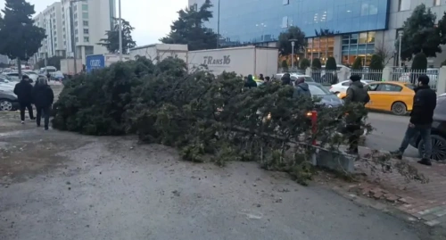 İstanbul'da lodos fırtınası vurdu: Ağaçlar devrildi, çatılar uçtu