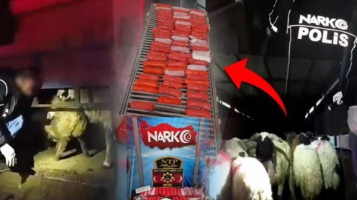 Koyunların karnında 54 kilo uyuşturucu çıktı