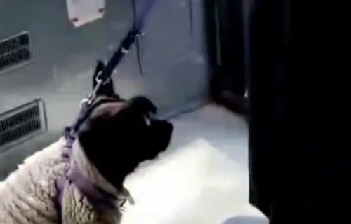 Otobüste 'savcıyım' diyen kadın gözaltına alındı: Gerçek kimliği şaşırttı