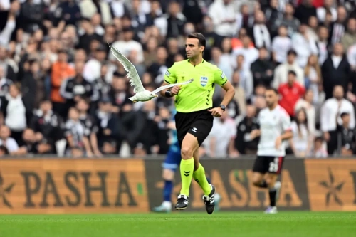 Sahaya inen martı Süleyman Seba'yı hatırlattı