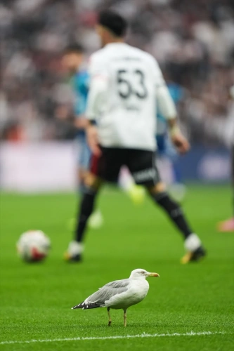 Sahaya inen martı Süleyman Seba'yı hatırlattı