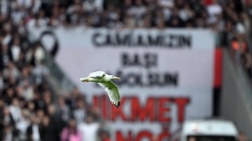 Sahaya inen martı Süleyman Seba'yı hatırlattı